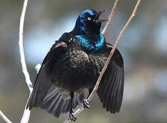 Common Grackle