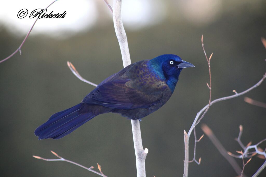 Common Grackle male