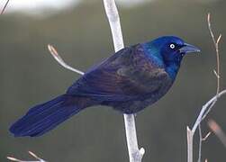 Common Grackle