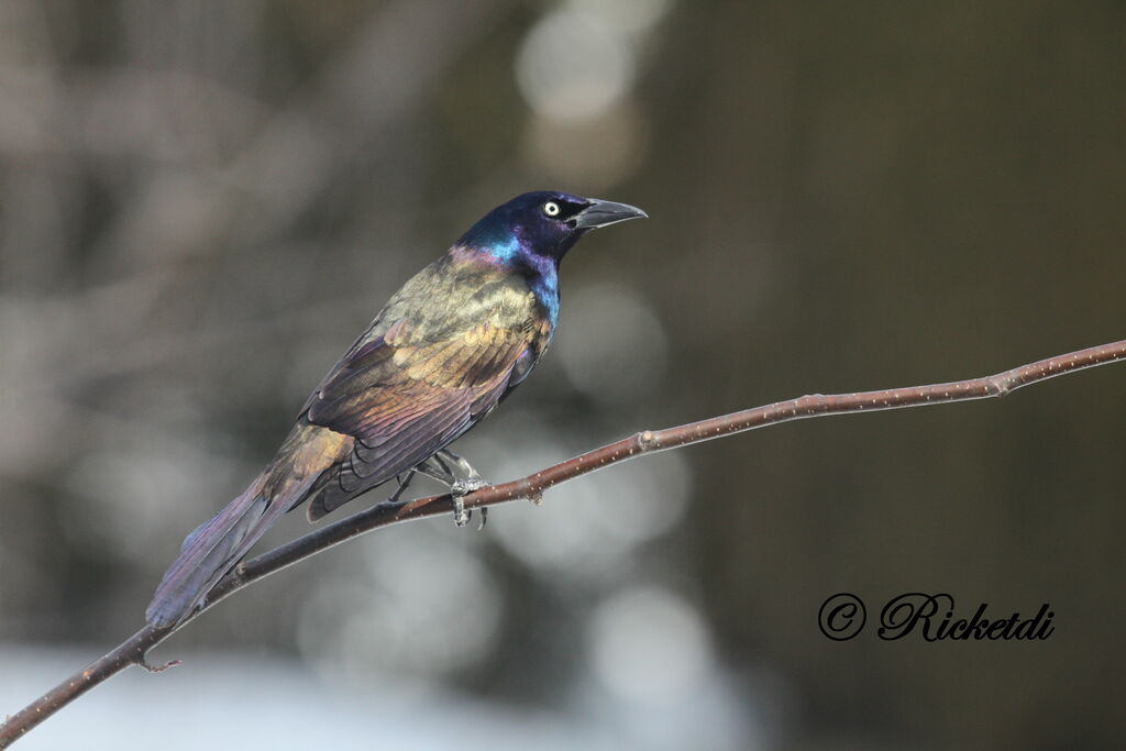 Common Grackle male