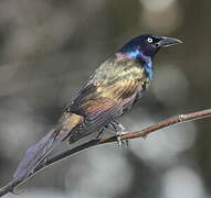 Common Grackle