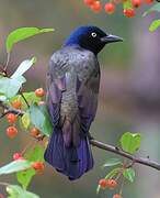 Common Grackle