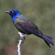 Common Grackle