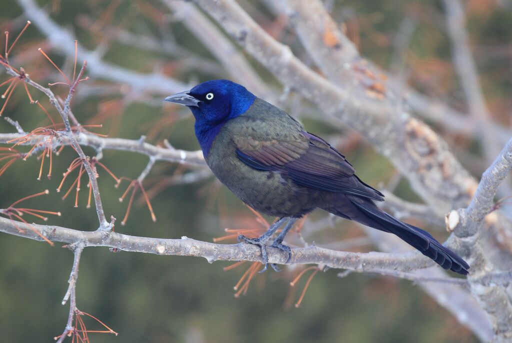 Common Grackle