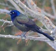 Common Grackle