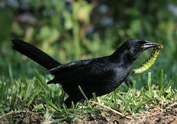 Melodious Blackbird