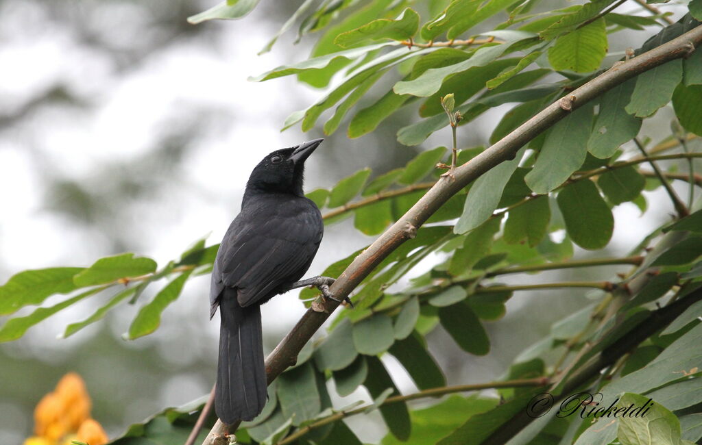 Melodious Blackbird