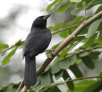 Melodious Blackbird