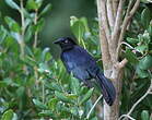 Quiscale noir