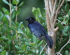 Greater Antillean Grackle