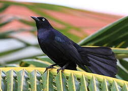 Greater Antillean Grackle