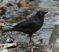 Rusty Blackbird