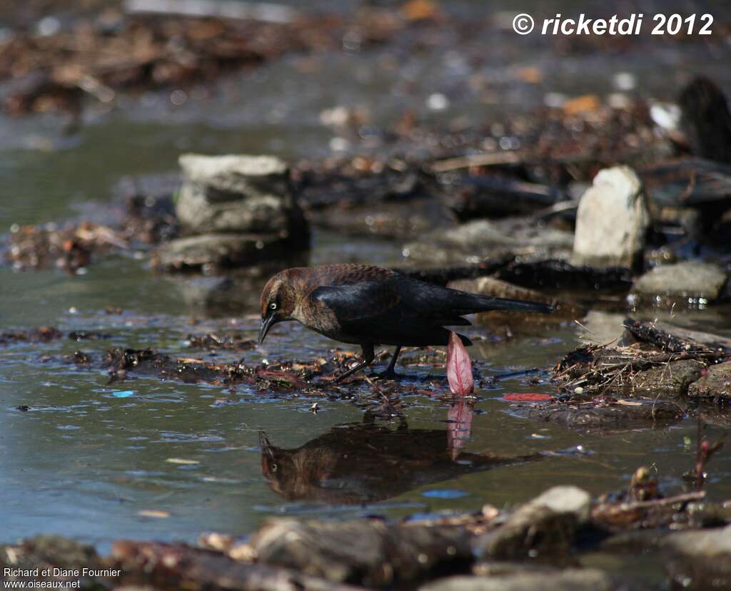 Rusty BlackbirdFirst year, habitat, camouflage, pigmentation