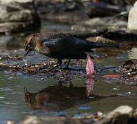 Rusty Blackbird