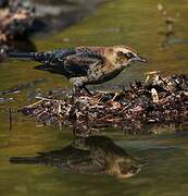 Rusty Blackbird