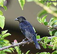 Cuban Blackbird