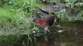 White-throated Crake