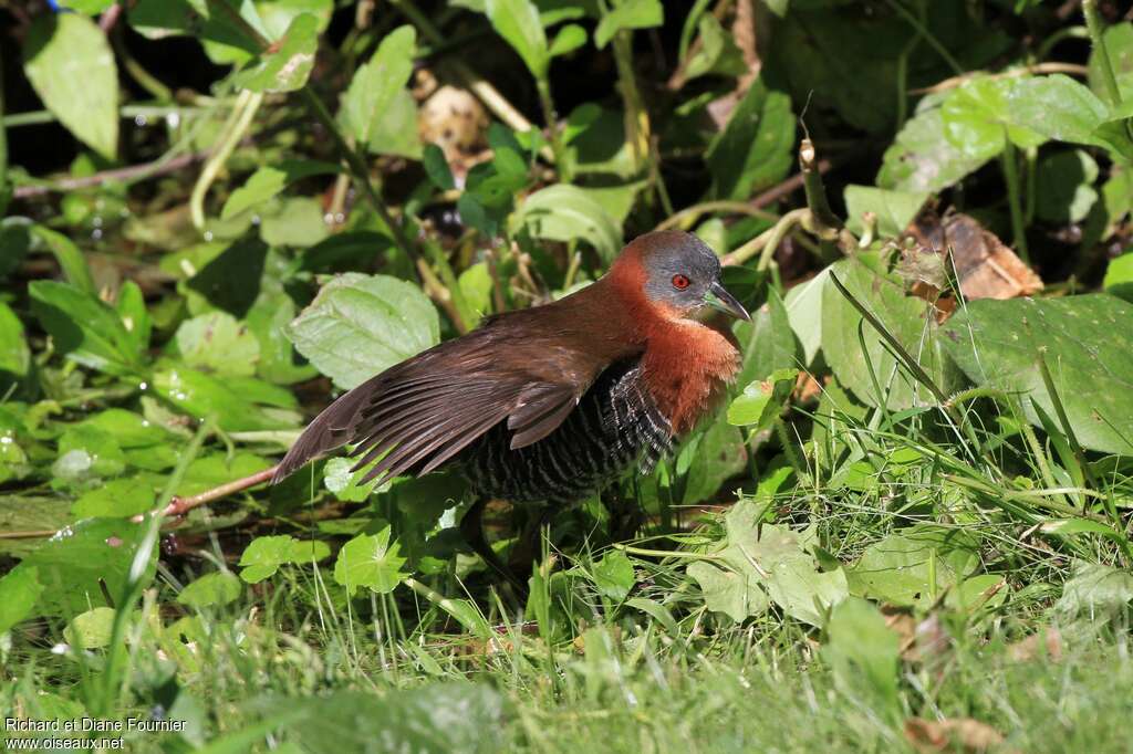 White-throated Crakeadult, habitat, care, Behaviour