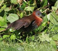 White-throated Crake