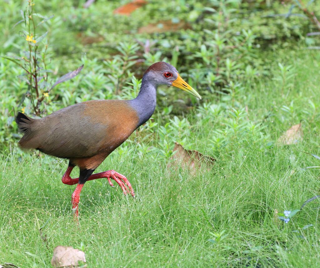 Grey-cowled Wood Rail