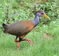 Grey-cowled Wood Rail