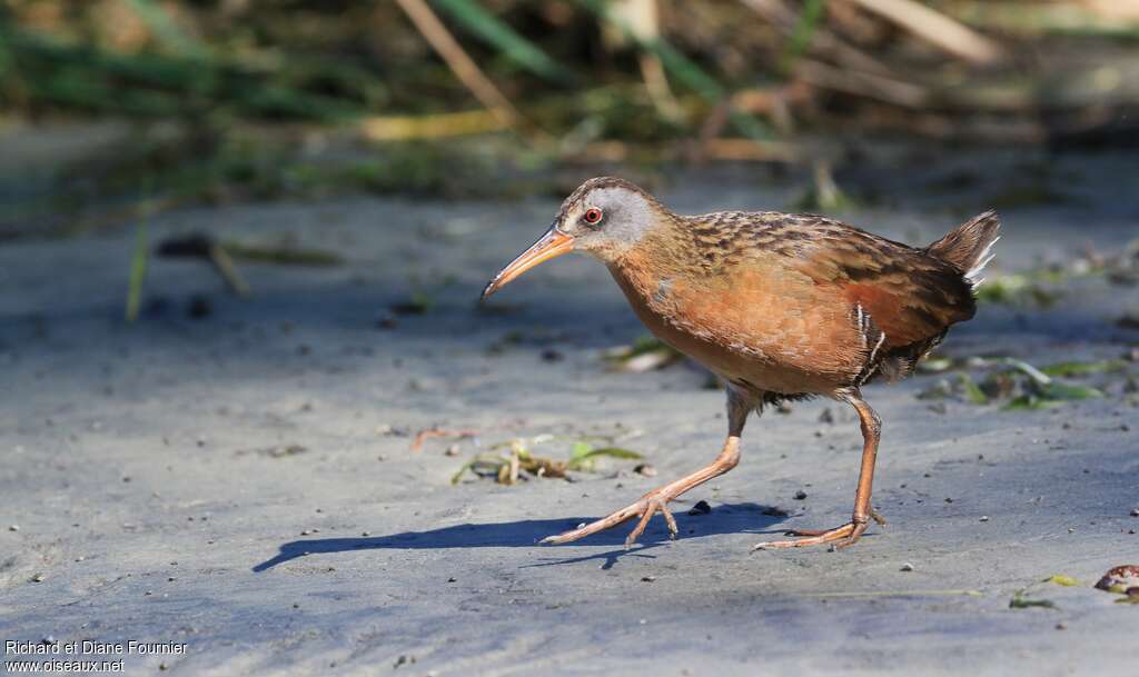 Râle de Virginieadulte, identification