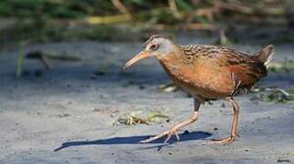 Virginia Rail