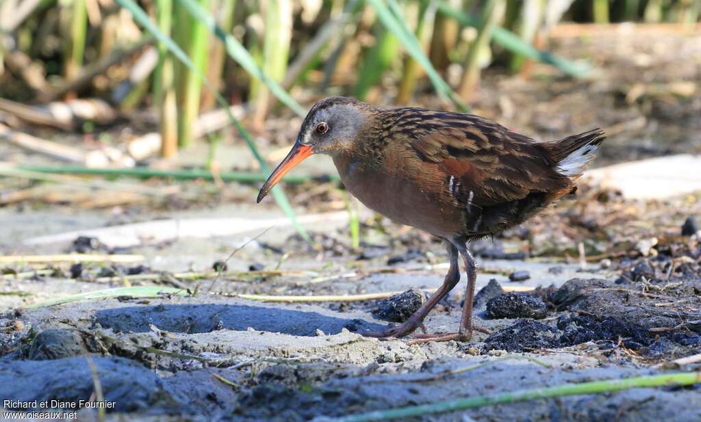 Virginia Railadult, habitat