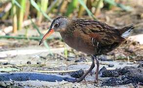 Virginia Rail