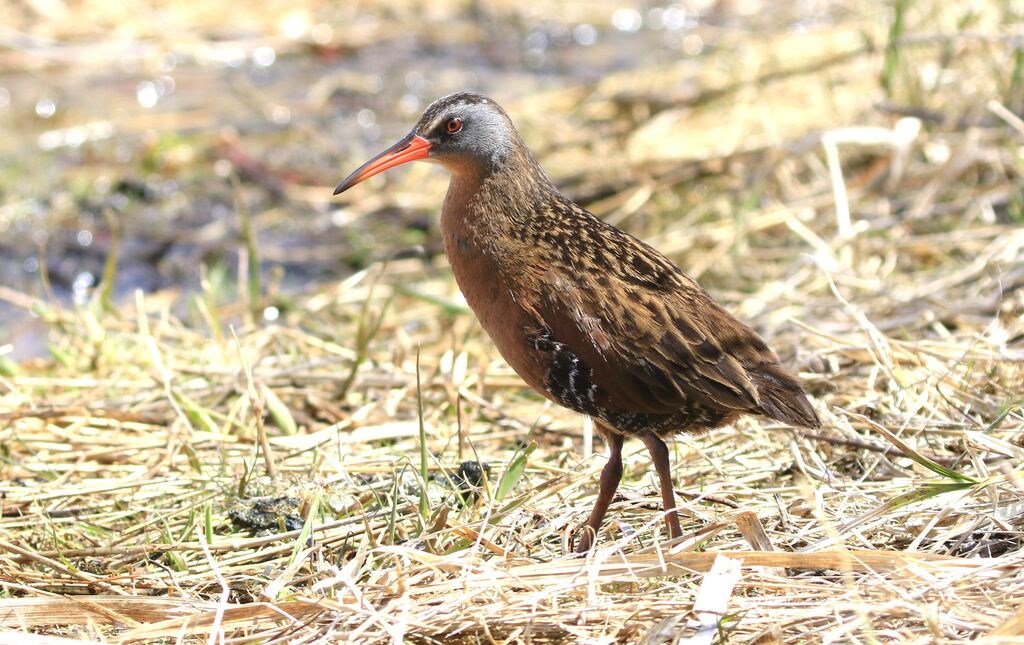 Virginia Rail