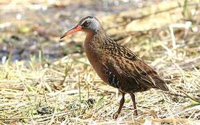 Virginia Rail