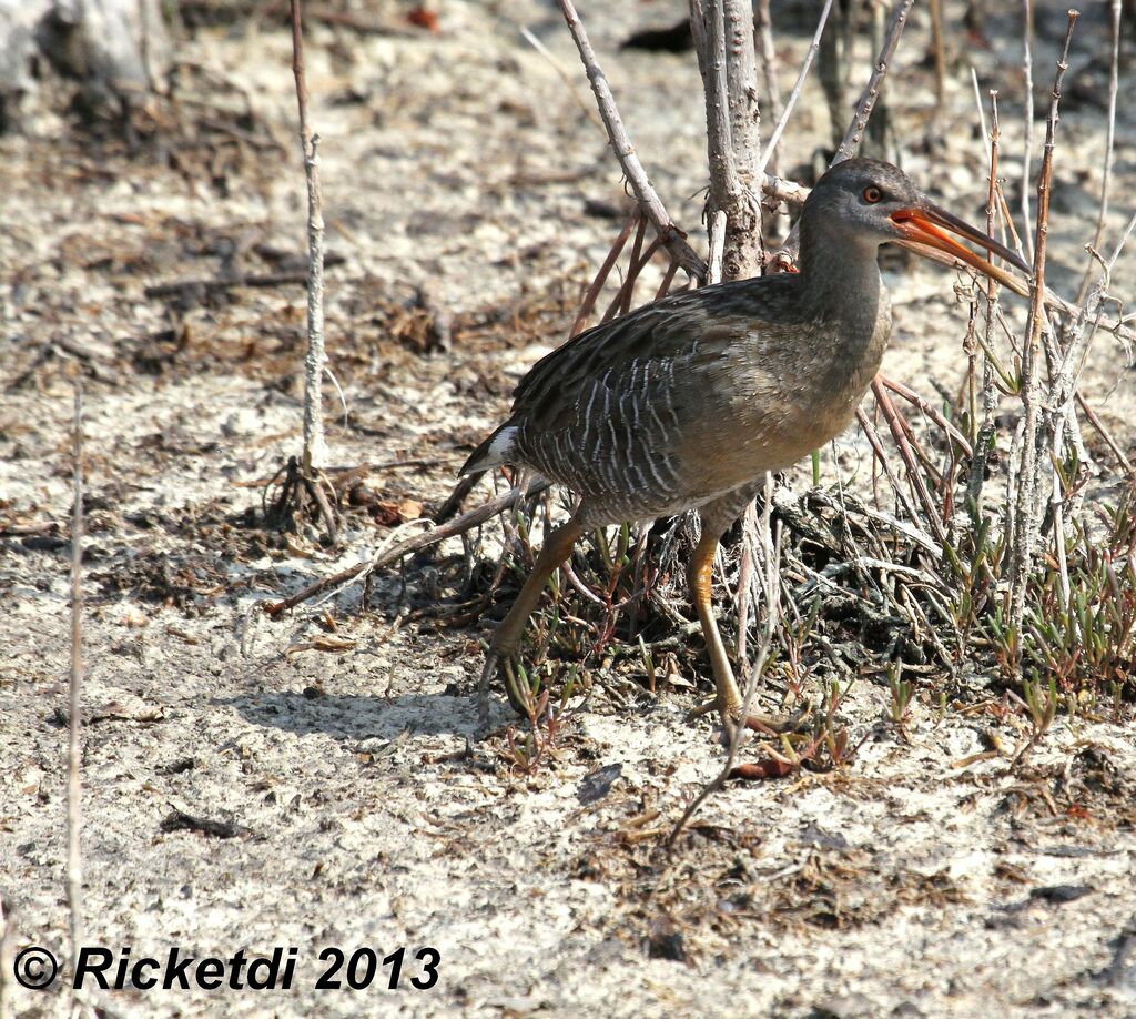 Mangrove Rail