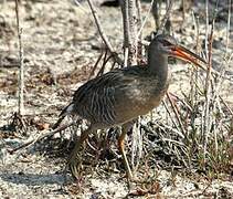 Mangrove Rail