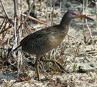 Mangrove Rail