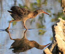 Clapper Rail