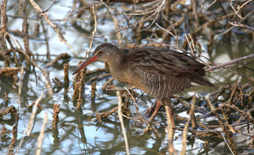 Clapper Railadult, identification