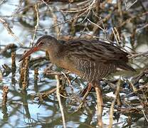 Clapper Rail