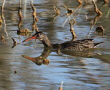 Clapper Rail