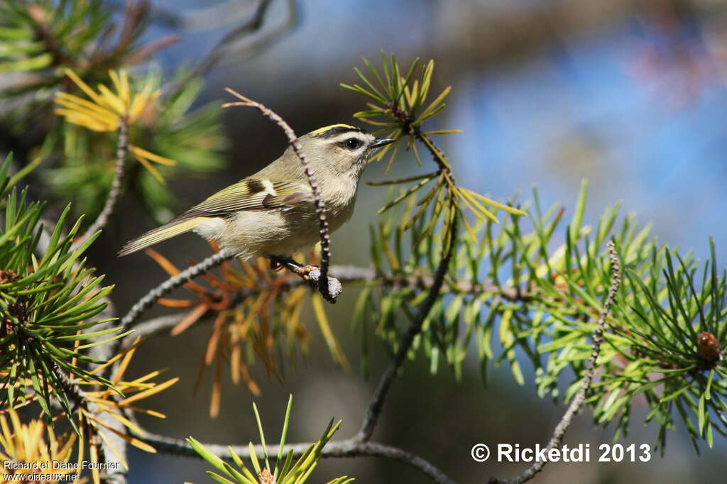 Golden-crowned Kinglet, habitat, pigmentation