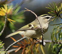 Golden-crowned Kinglet