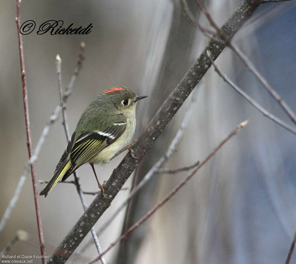 Ruby-crowned Kinglet male adult, identification