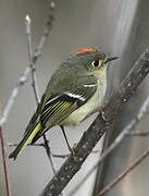 Ruby-crowned Kinglet