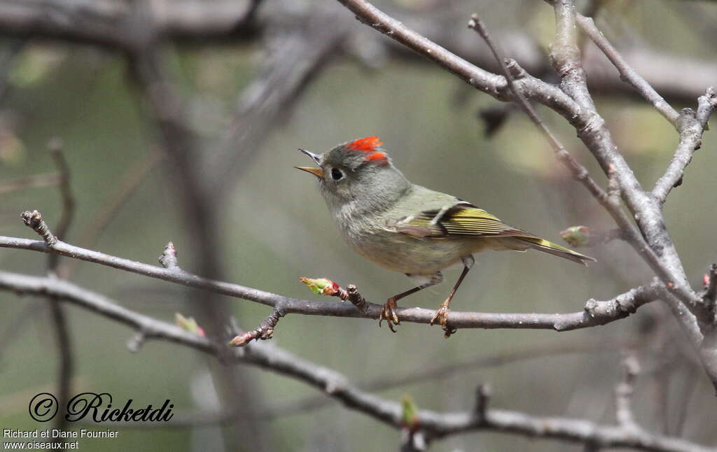 Ruby-crowned Kinglet male adult, song