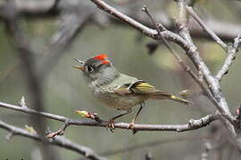 Ruby-crowned Kinglet