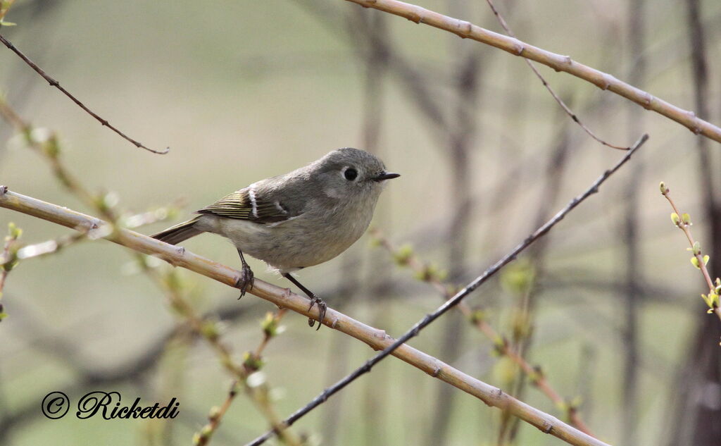 Ruby-crowned Kinglet female