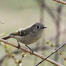 Roitelet à couronne rubis
