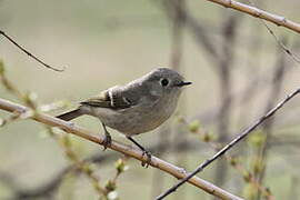 Ruby-crowned Kinglet