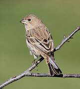 House Finch