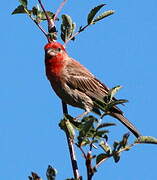 House Finch