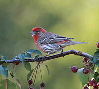 House Finch